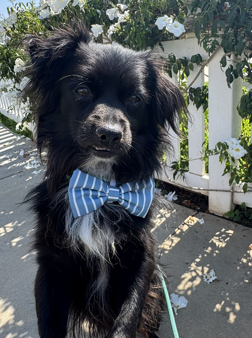 Pongo