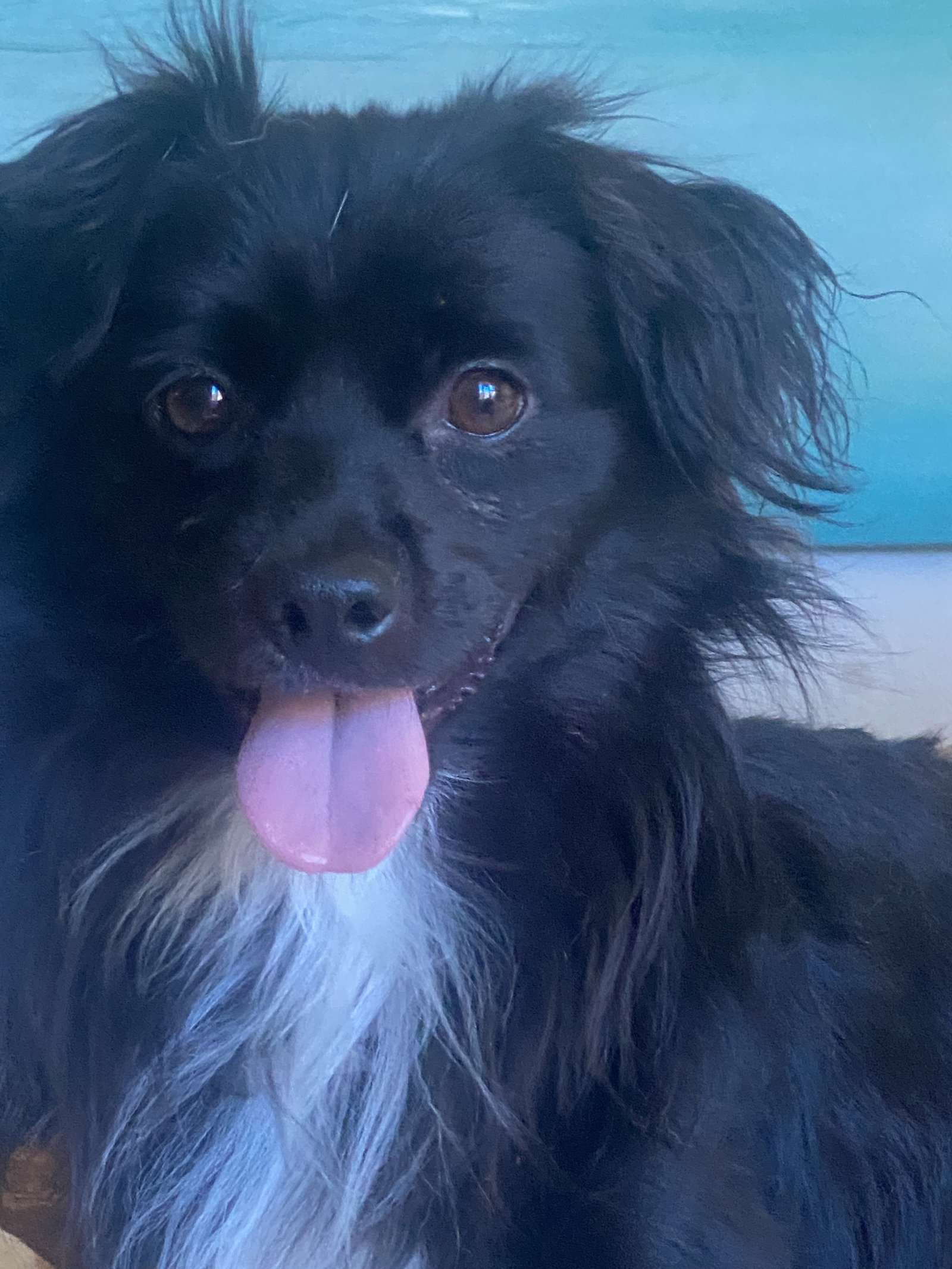 Pongo