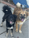 Rocco & Roxie - Photo 1