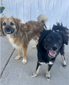 Rocco & Roxie - Photo 2