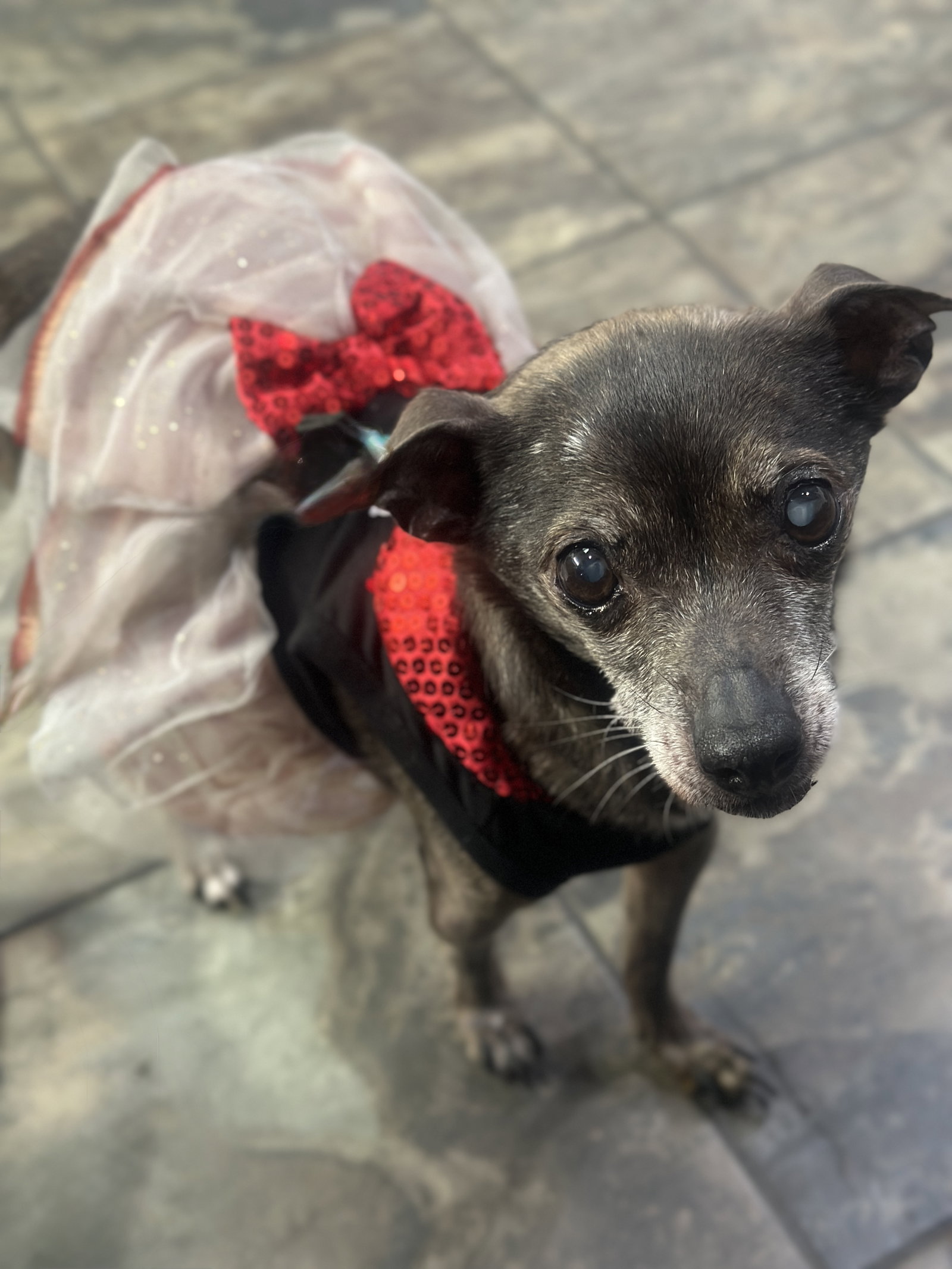 Chihuahua