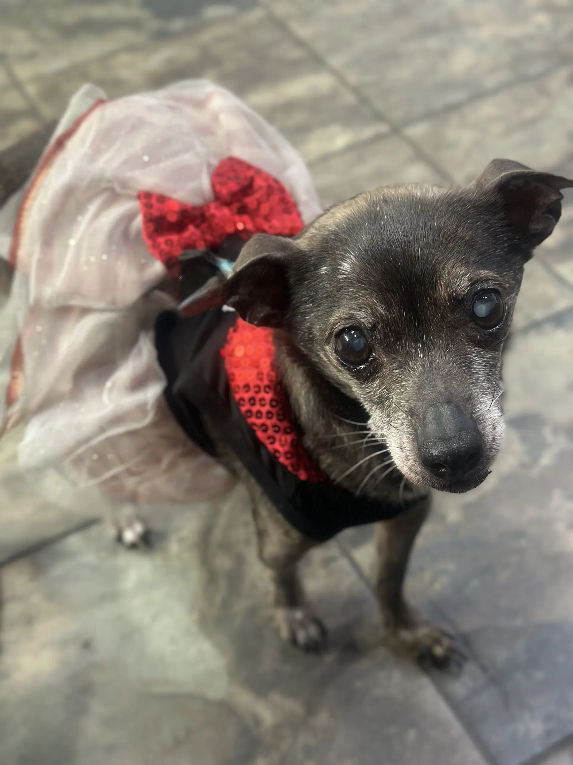 Blanche - Chihuahua
