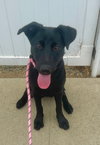 Scout *Courtesy Post* - Photo 2