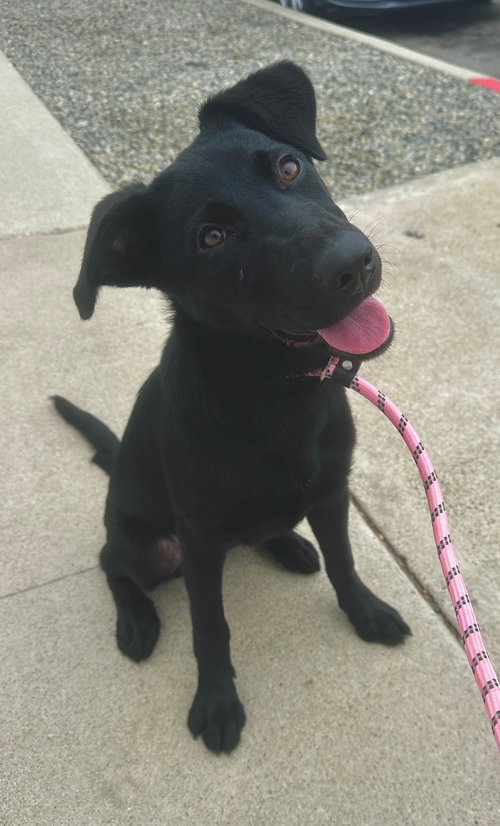 SCOUT *COURTESY POST* - Black Labrador Retriever / Retriever available for adoption