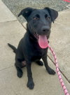 Scout *Courtesy Post* - Photo 3