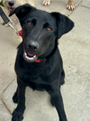 Scout *Courtesy Post* - Photo 4