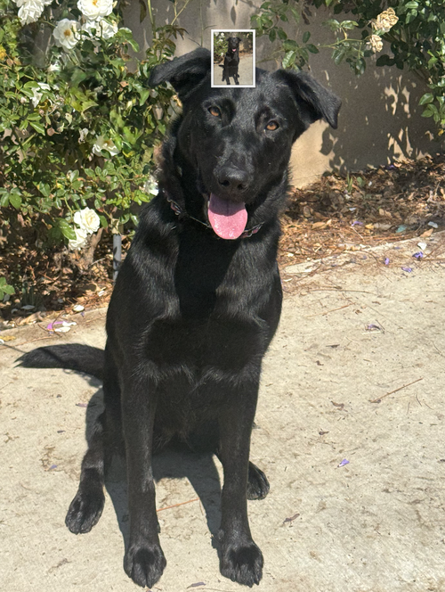 Scout, an adoptable Black Labrador Retriever in Newport Beach, CA