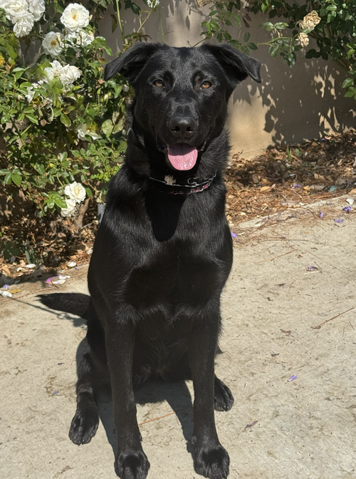 SCOUT - COURTESY POST MM - Black Labrador Retriever / Retriever available for adoption
