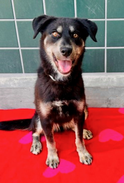 JOLENE - Labrador Retriever / Australian Shepherd available for adoption