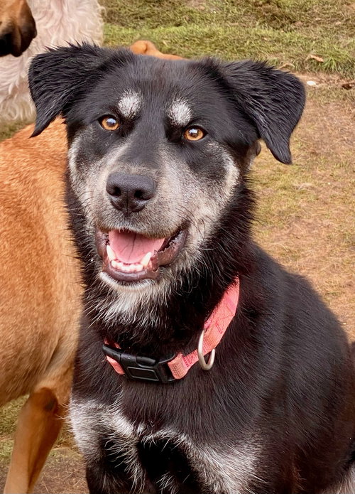 JOLENE - Labrador Retriever / Australian Shepherd available for adoption