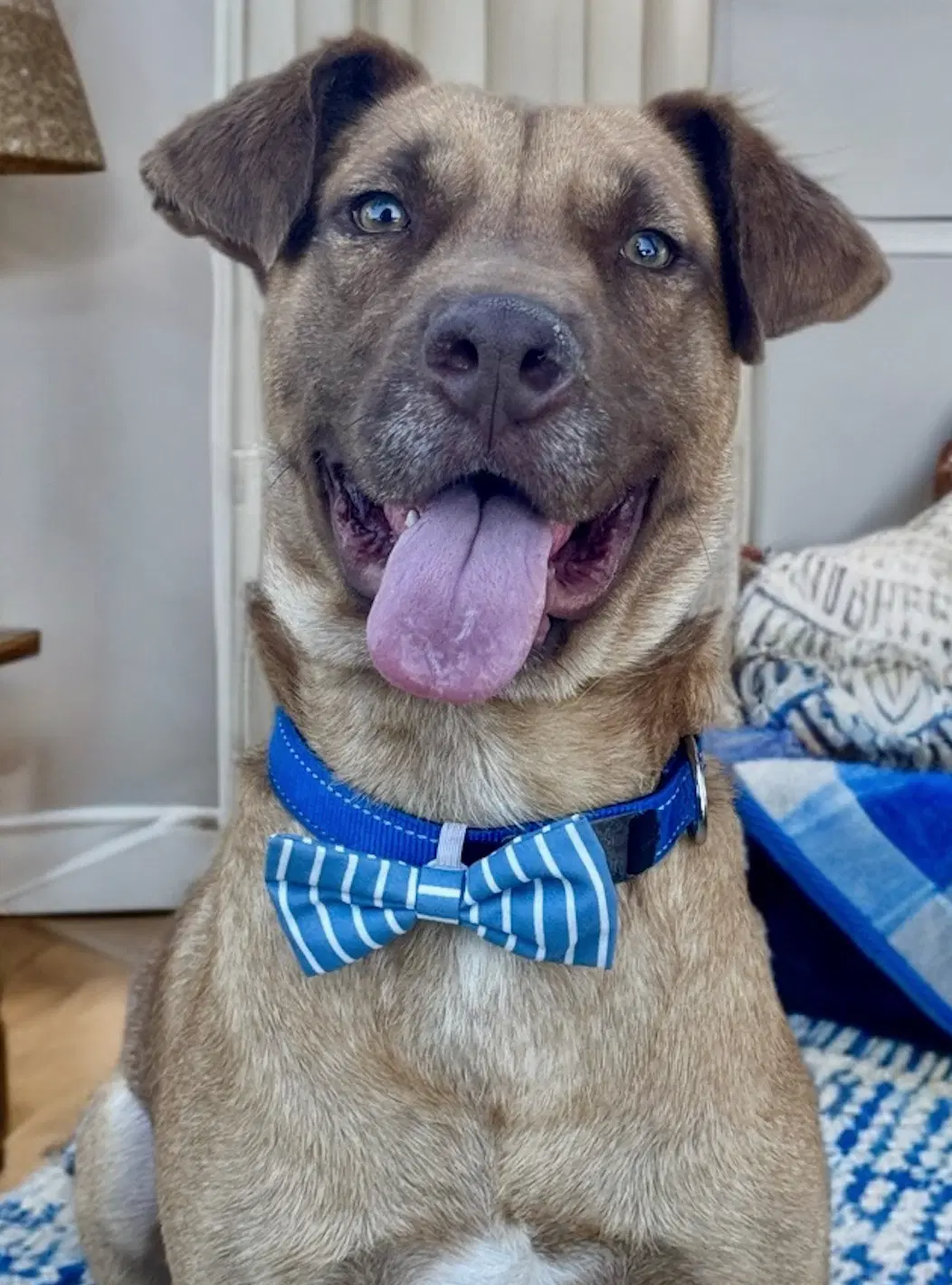 Aiden Courtesy Post - Retriever