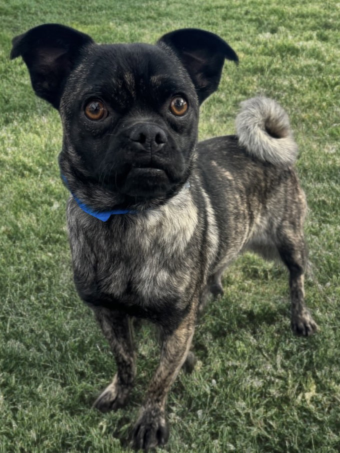 Gizmo