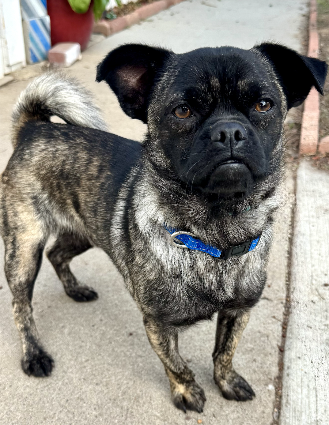 Gizmo