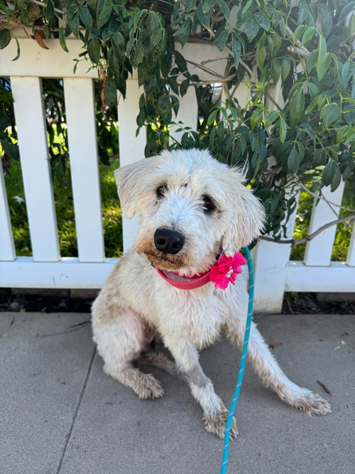 BUTTERSCOTCH - Poodle (unknown type) / Retriever available for adoption