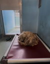 Butterscotch - Photo 5