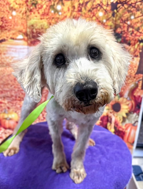 BUTTERSCOTCH - Poodle (unknown type) / Retriever available for adoption