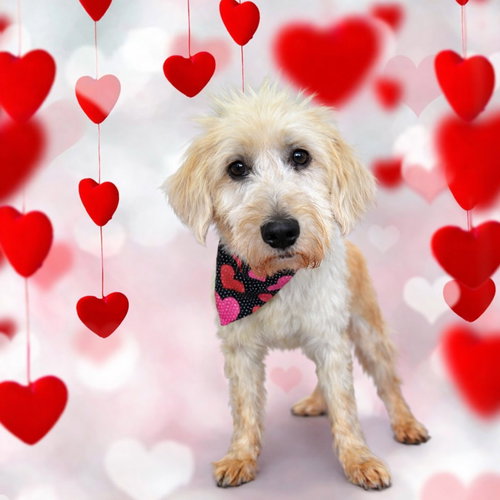 BUTTERSCOTCH - Poodle (unknown type) / Retriever available for adoption