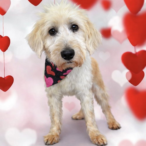 BUTTERSCOTCH - Poodle (unknown type) / Retriever available for adoption