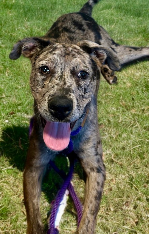 MAPLE - Catahoula Leopard Dog available for adoption