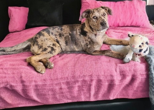 MAPLE - Catahoula Leopard Dog available for adoption