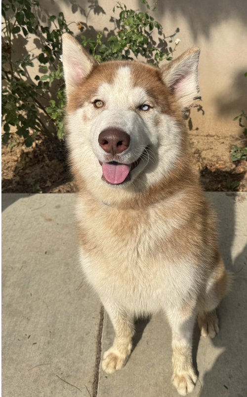 MINX - Husky available for adoption