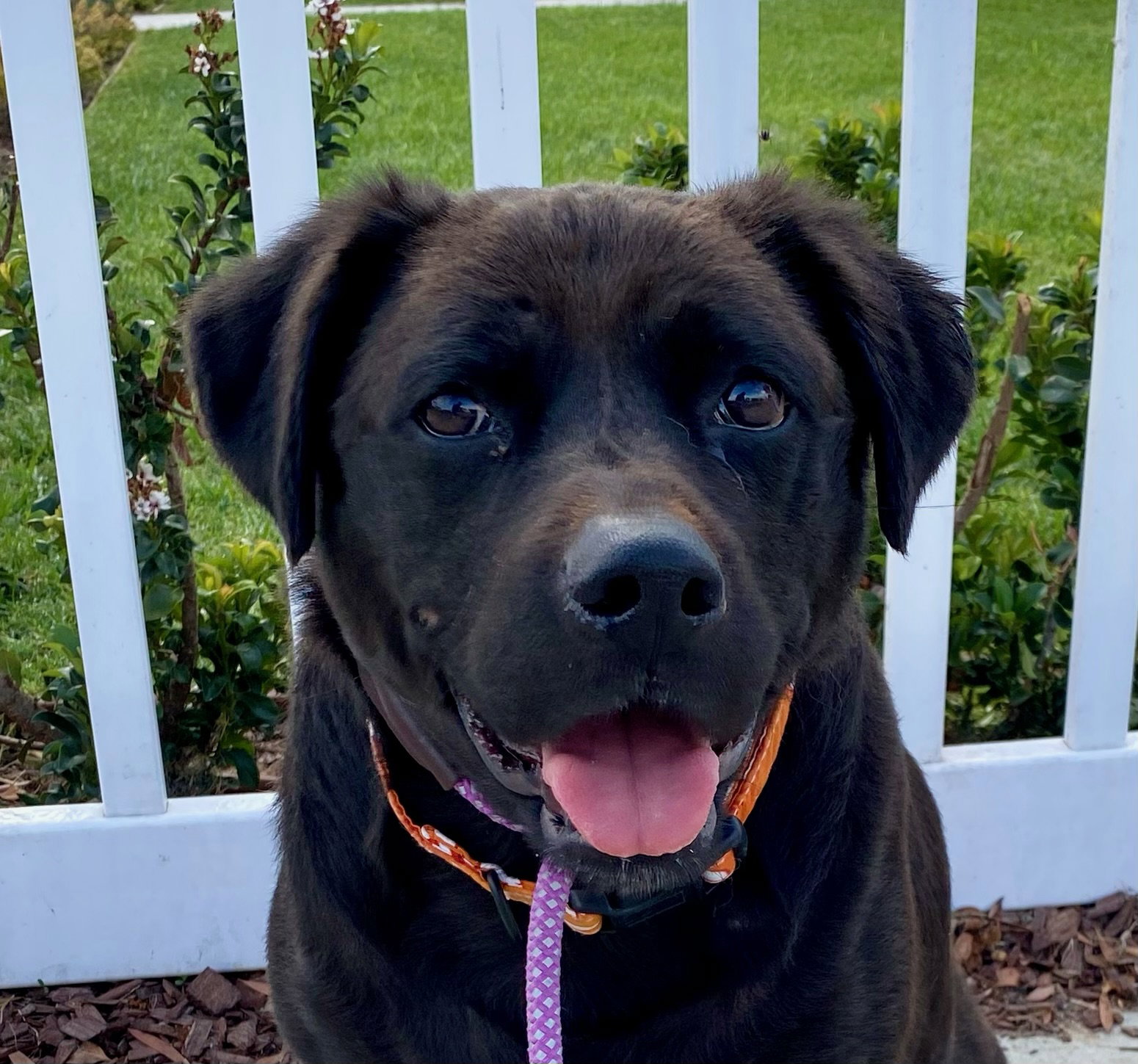 Suki