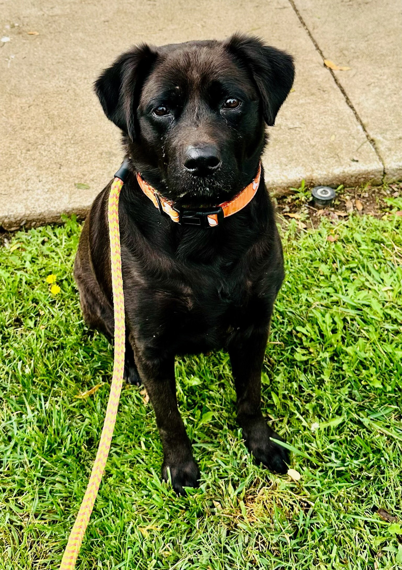 Suki