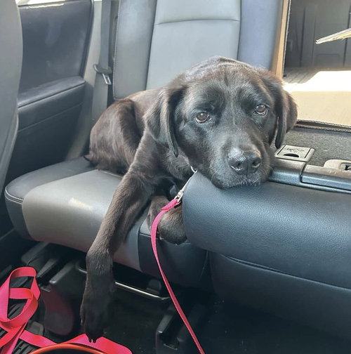 SUKI - Labrador Retriever available for adoption