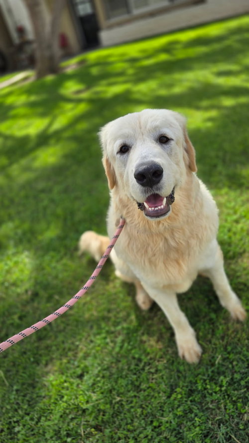 TINY - Labrador Retriever / Great Pyrenees available for adoption