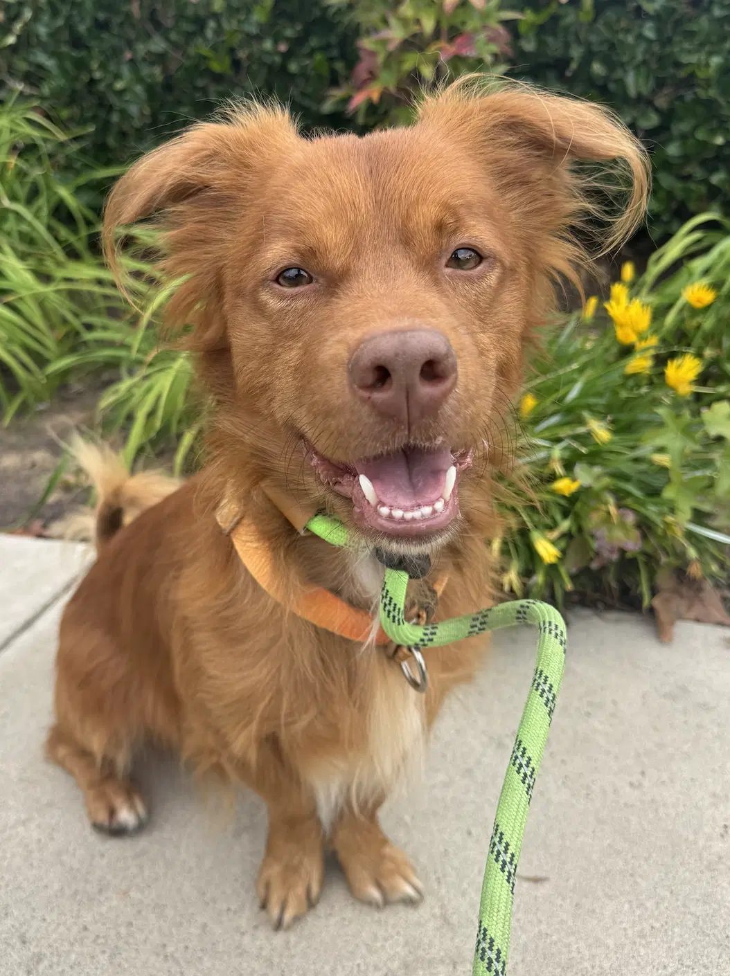 Clifford - Nova Scotia Duck-Tolling Retriever