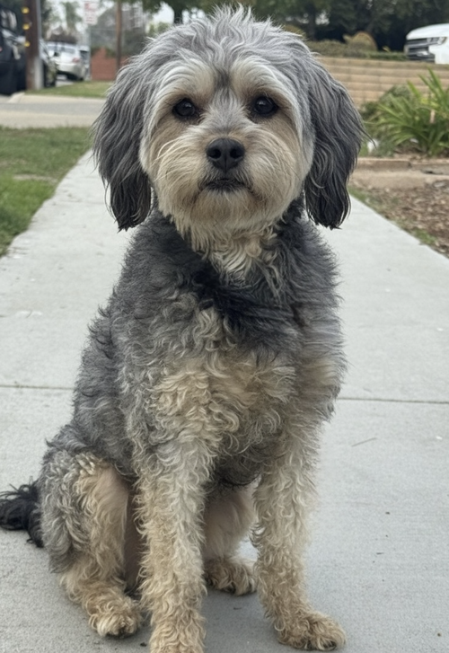 Photo of Oscar