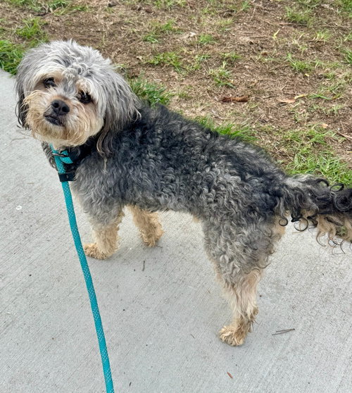 Photo of Oscar