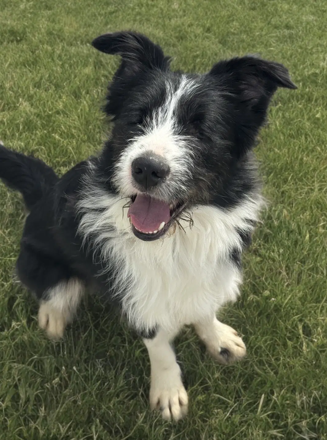 Oliver Blind - Terrier