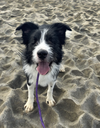 Oliver (blind) - Photo 1