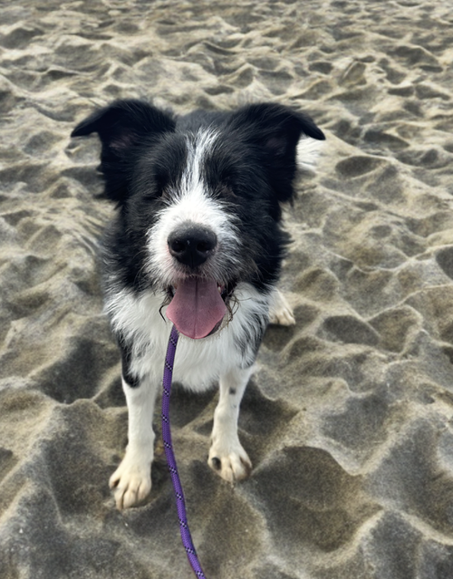 OLIVER (BLIND) - Terrier available for adoption