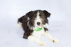 Oliver (blind) - Photo 2