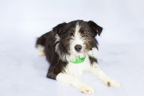 OLIVER (BLIND) - Terrier available for adoption