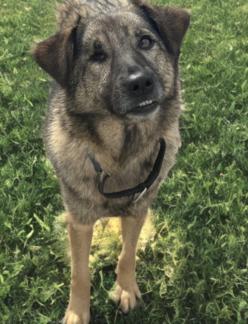 VIENNA - Norwegian Elkhound / Shepherd available for adoption