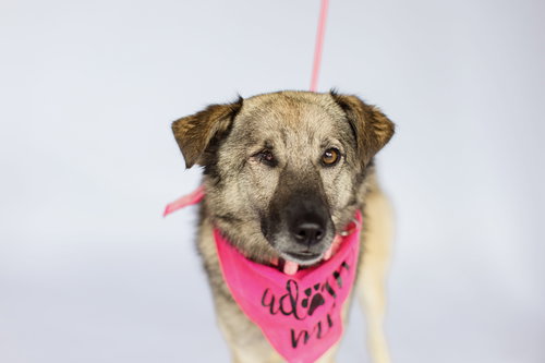 VIENNA - Norwegian Elkhound / Shepherd available for adoption