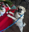 Jack - Photo 3