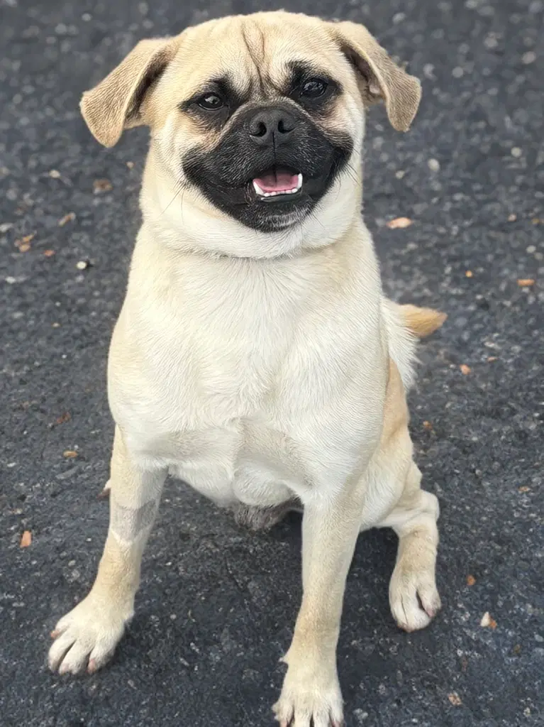 Jack - Pug