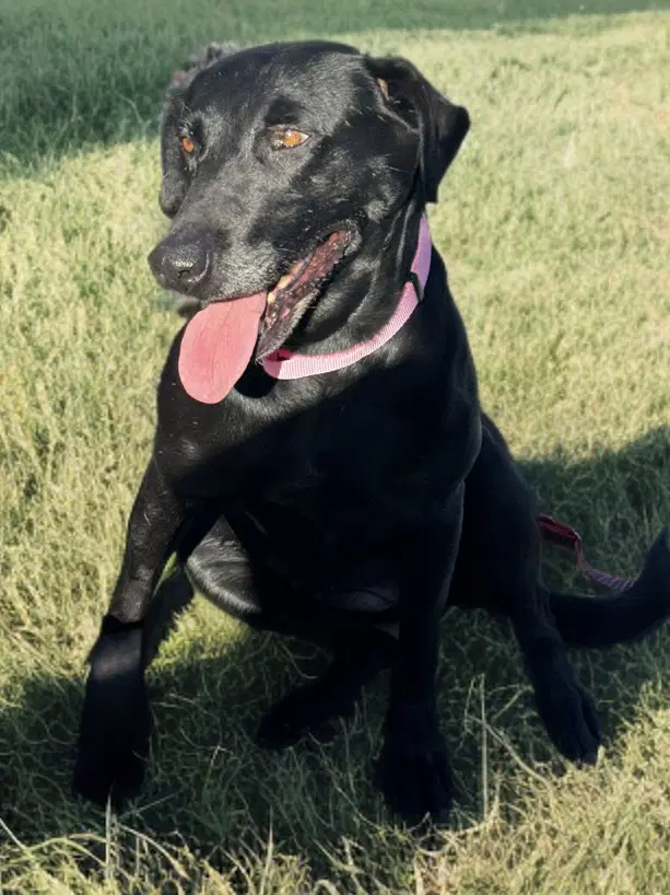 Zelda - Labrador Retriever