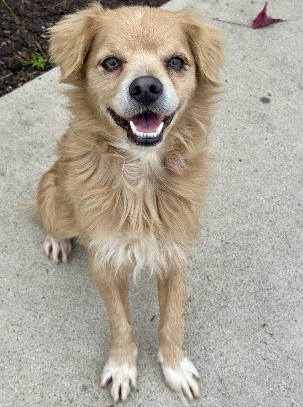 Buddy Image