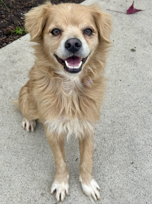 BUDDY - Cocker Spaniel available for adoption
