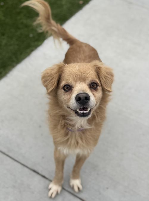 BUDDY - Cocker Spaniel available for adoption