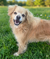 Buddy - Photo 1
