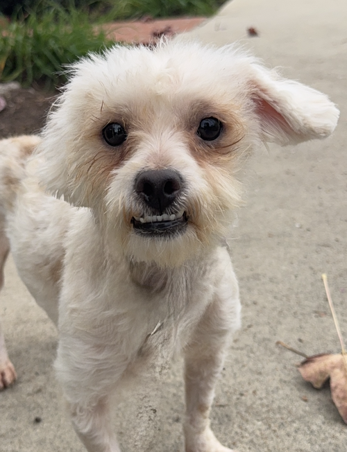 KEVIN - Maltese available for adoption