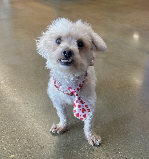 KEVIN - Maltese available for adoption
