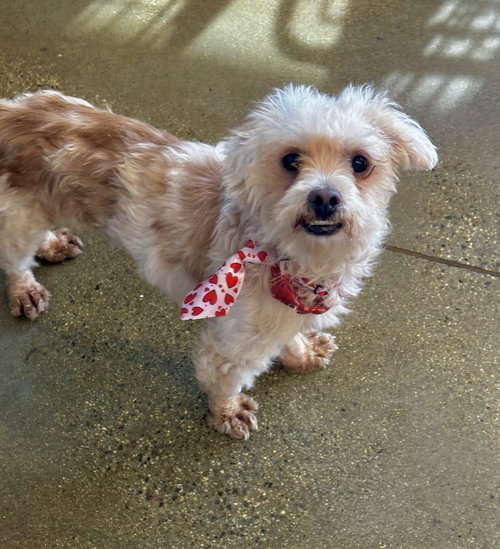 KEVIN - Maltese available for adoption