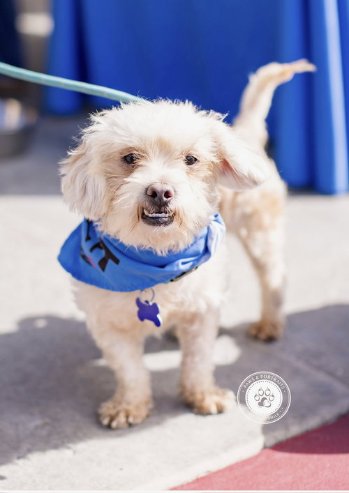 Kevin, an adoptable Maltese in Newport Beach, CA